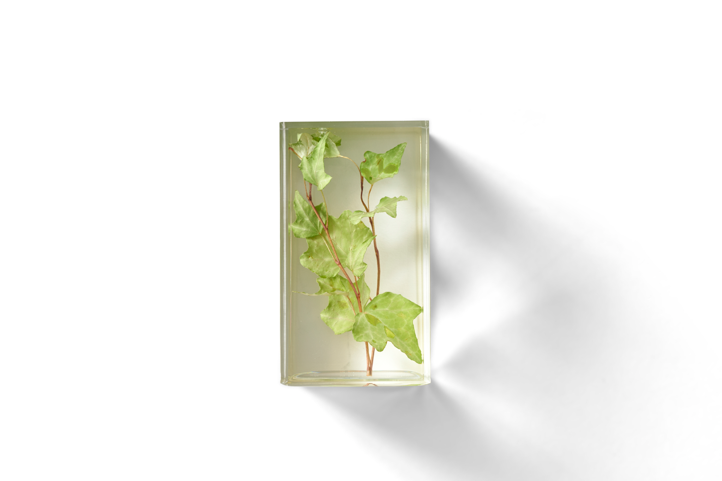 Ivy in Resin Block